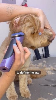 a dog getting his hair brushed by a woman with an electric blow dryer on it's head