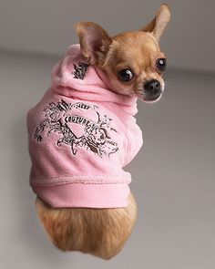 a small chihuahua dog wearing a pink shirt