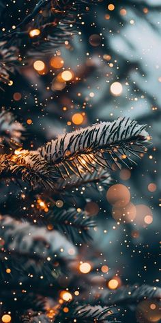 a pine branch with some lights in the background