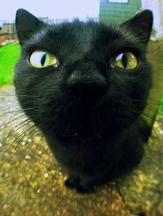 a black cat looking up at the camera