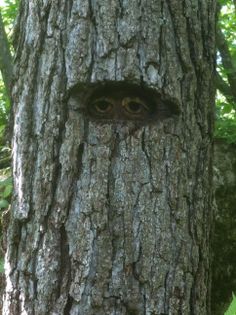 an eye is seen in the bark of a large tree, with green leaves around it