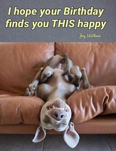 a dog laying on its back on top of a couch with the caption, i hope your birthday finds you this happy day