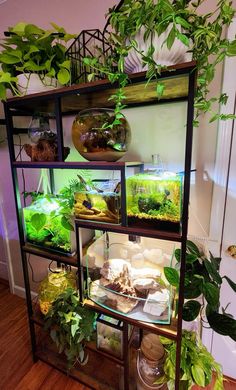 a shelf filled with plants and food on top of a hard wood floor