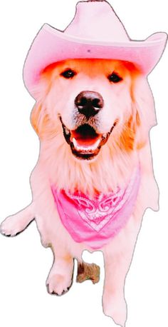 a white dog wearing a pink cowboy hat and bandana is standing in front of a white background