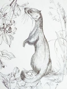 Wildlife Print Black and white wildlife Print Weasel Pen and Ink drawing print Weasel drawing print Unused classic print Weasel print Weasel Art, Paint Clothes, Coloring Books For Adults, Books For Adults, Drawing Examples, In Your Arms, Wildlife Prints