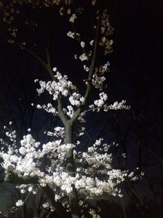 a large tree with white flowers in the dark night time, lit up by street lights