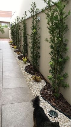 a black dog is standing in front of a wall with plants and rocks on it