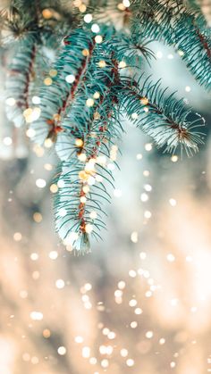 the branches of a pine tree are covered with snowflakes and sparkles in the background