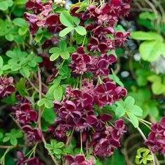 some red flowers and green leaves on a tree