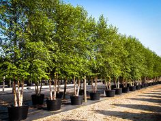 rows of trees lined up in black pots