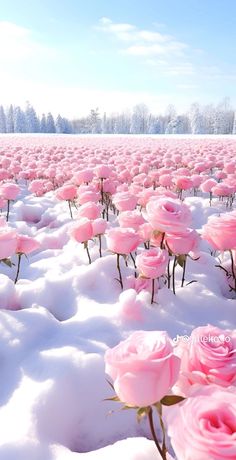 many pink roses are in the snow