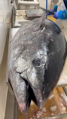 a large fish is being worked on in a factory