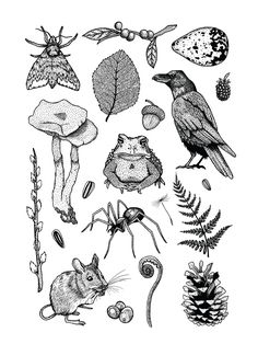 an ink drawing of different types of plants and animals