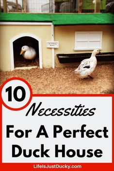 ducks in their house with the words 10 necessities for a perfect duck house