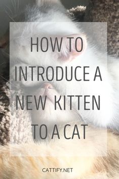 a cat laying on top of a blanket with the caption how to introduce a new kitten toacat