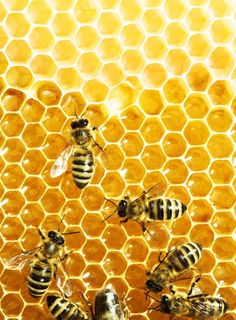 bees on honeycombs in the process of working