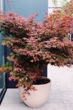 a plant with red leaves in a white pot