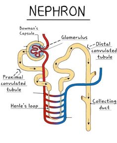 the structure of an organ and its major functions are labeled in this diagram, which shows the location of the nephron