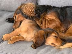 two dogs sleeping on a couch with their heads resting on each other's back