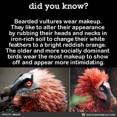 two pictures of different types of birds with the caption, did you know? bearded vultures wear makeup they like to alter appearance by rubbing their heads and necks