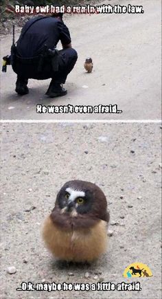 an owl is sitting on the ground next to a man in black jacket and hat