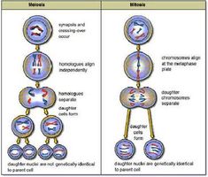 two diagrams showing different stages of the cell