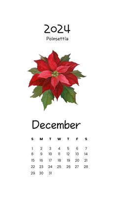 #2024 #calender #2024calender #December #December2024 #Decembercalender #monthlycalender #Poensettia #Christmasflower #Christmasstars #purity #success #goodcheer #celebration  #nationalfloweroftrinidad #nationalfloweroftobago #floralemblemofmadagascar #minimal #aesthetic  #calenderwallpaper #flowers #floral #birthmonthflowers #birthflower #wall calender #trendywallcalender #trendydesign December Calender 2024 Printable, December Month Calendar 2024, December 2024 Calendar, December Calendar 2024, Flower Of December, March Calendar Wallpaper, Birth Calendar, Dec Calendar, Printable Calender