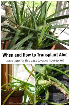 an aloe plant is shown in three different pictures with the words, when and how to transplant aloe basic care for this easy to grow houseplant