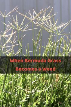 Bermuda Grass Care Tips, Best Grass Seed Lawn, Bermuda Grass Lawn, Overseeding Lawn, Best Grass Seed, Fescue Lawn, Desert Gardening, Grass Weeds, Animal Garden