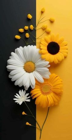 three daisies and yellow flowers on a black and yellow background