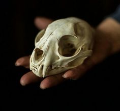 a human skull being held in the palm of someone's hand with both hands