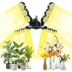 several different types of plants in vases and lights