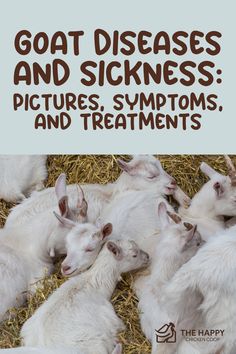 goats laying in hay with the text goat disease and sickness pictures, symptoms, and treatments