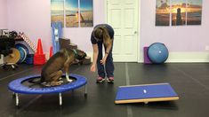 a woman bending over to pet a dog on a trampoline in a gym