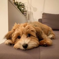 a brown dog laying on top of a couch