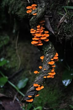 orange mushrooms growing on a tree branch in the forest