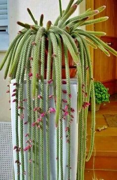 a large green plant with pink flowers growing out of it