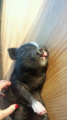 a small black and white animal laying on top of a wooden floor next to a person's hand