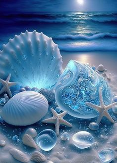 seashells and starfish on the beach at night