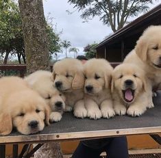 five golden retriever puppies sitting on top of a table