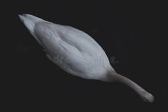 White swan in the water royalty free stock photography Frame Image, Love Bird, White Swan, Full Frame, Love Images, Stock Photography, Of Love