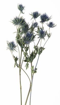 some very pretty blue flowers in a vase