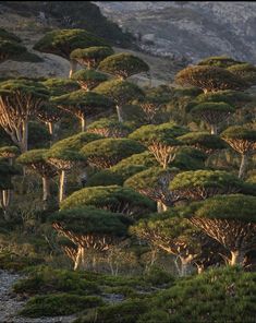 many trees are growing on the side of a hill