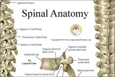 Spinal Column Vertebrae Anatomy Poster 18 X 24 | Etsy Nervous System Anatomy, Spinal Injury, Muscle Anatomy