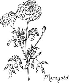 a black and white drawing of a flower with the word marginal written below it in cursive writing