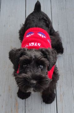 a small black dog wearing a red sweater on top of a wooden floor next to a tennis ball