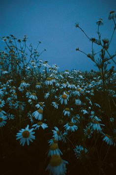 a field full of white daisies under a blue sky at night with the moon in the distance