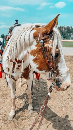 a brown and white horse standing on top of a dirt field