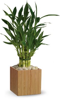 a bamboo plant sitting on top of a wooden box