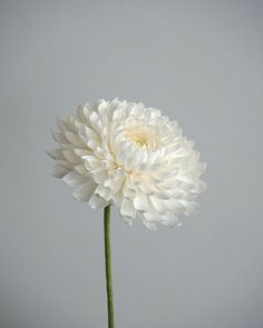 a large white flower sitting in a vase